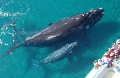 Avistamiento de las Ballenas en Samaná de Enero 15 hasta Marzo 31 cada ano.