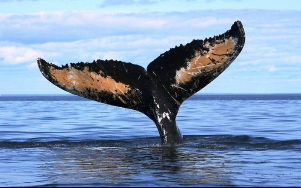 Mejores Excursiones para ver Ballenas en Samaná, República Dominicana