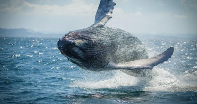 Ver Ballenas Jorobadas en Samaná República Dominicana con BARBARA TOURS.