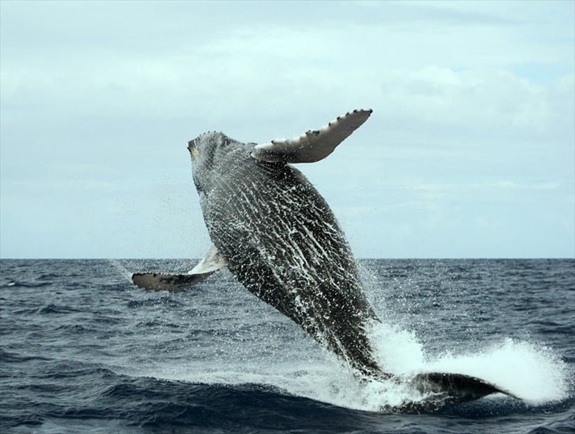Samaná República Dominicana Excursiones Ballenas Jorobadas