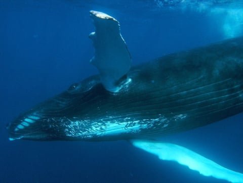 Mejores Excursiones de avistamiento de ballenas en Samaná, República Dominicana