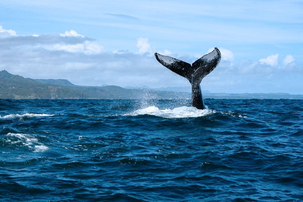 Tour Ballenas Samaná República Dominicana